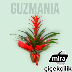 WhatsApp Image 2026-01-21 at 19.41.06 (3)