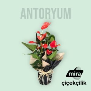 WhatsApp Image 2026-01-22 at 12.00.28