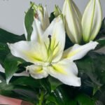 WhatsApp Image 2026-01-28 at 14.09.09 (2)