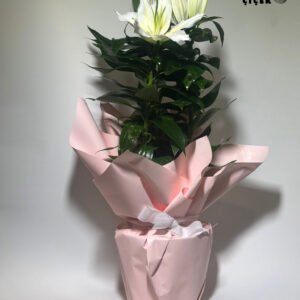 WhatsApp Image 2026-01-28 at 14.09.09 (3)