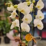 WhatsApp Image 2026-02-10 at 19.38.45