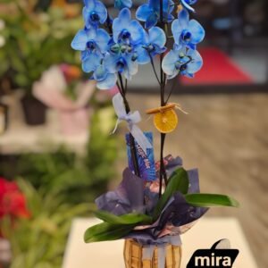 WhatsApp Image 2026-02-10 at 19.38.46 (1)