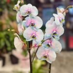 WhatsApp Image 2026-02-10 at 19.38.46 (2)