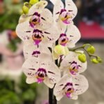 WhatsApp Image 2026-02-10 at 19.38.48 (1)