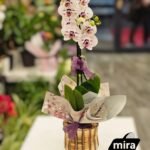 WhatsApp Image 2026-02-10 at 19.38.48