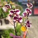 WhatsApp Image 2026-02-10 at 19.38.49 (1)