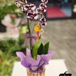 WhatsApp Image 2026-02-10 at 19.38.49 (2)