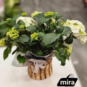 WhatsApp Image 2026-02-10 at 19.38.49 (3)