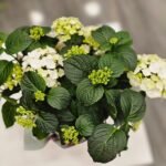 WhatsApp Image 2026-02-10 at 19.38.50