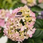 WhatsApp Image 2026-02-10 at 19.38.50 (2)