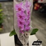 WhatsApp Image 2026-02-10 at 20.53.13