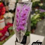 WhatsApp Image 2026-02-10 at 20.53.14 (1)