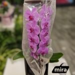 WhatsApp Image 2026-02-10 at 20.53.14