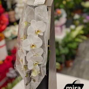 WhatsApp Image 2026-02-10 at 20.53.14 (2)